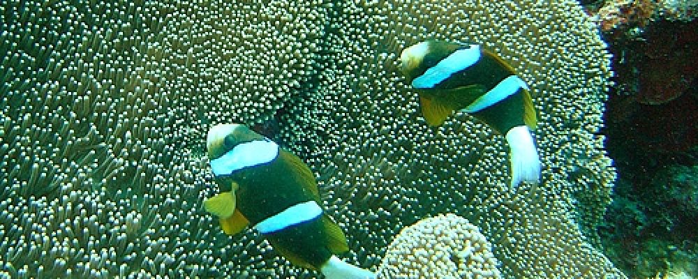 Clownfish